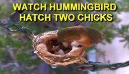 Mother Allen’s Hummingbird Hatches Two Eggs and Feeds Baby Birds
