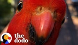 Red Parrot Brings Girlfriend Over To Meet The Woman He Visits Every Day