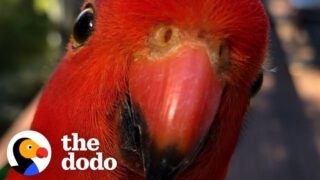 Red Parrot Brings Girlfriend Over To Meet The Woman He Visits Every Day