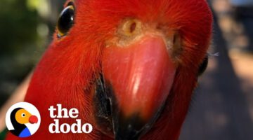 Red Parrot Brings Girlfriend Over To Meet The Woman He Visits Every Day