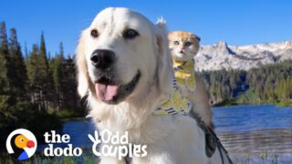 Service Dog Wasn’t Playful — Until He Met His Kitten Sister