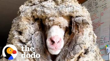 Sheep Covered In 80 Pounds Of Wool Makes Most Amazing Transformation