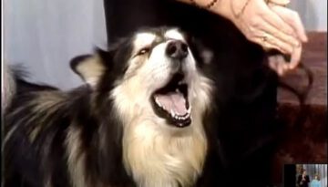 Singing Dog Contest on Johnny Carson’s Tonight Show, 1987