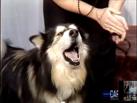 Singing Dog Contest on Johnny Carson’s Tonight Show, 1987