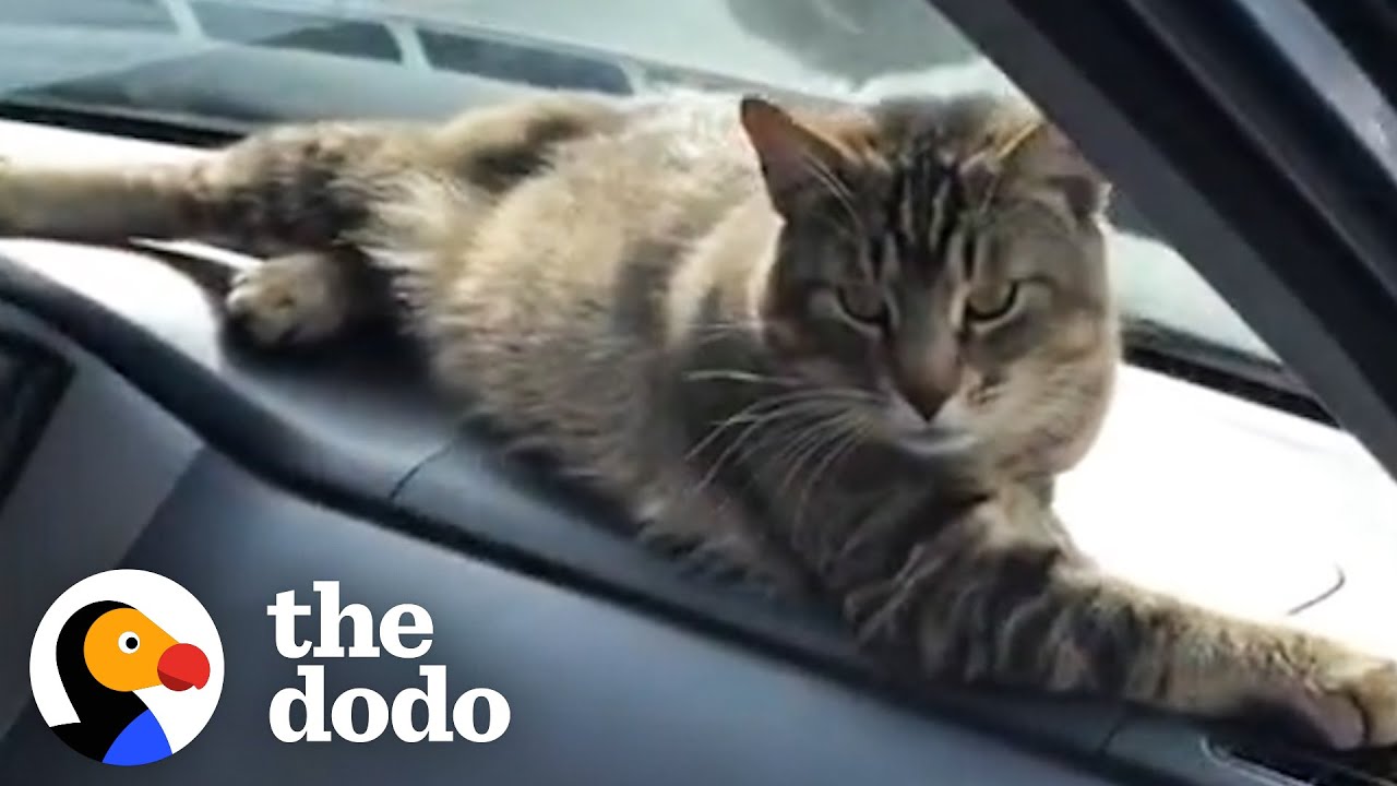 Stray Cat Decides To Work At A Car Shop And Greet Every Customer