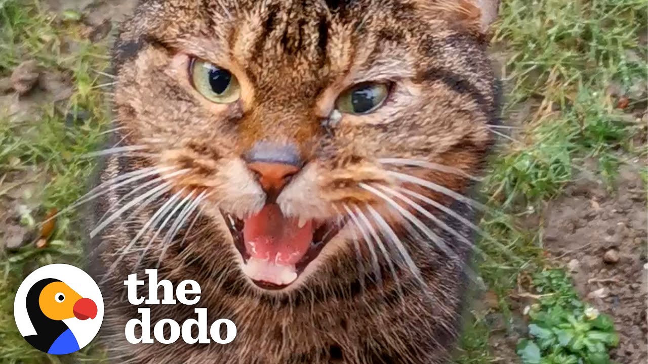 Stray Cat Shows Up At House And Chooses His New Mom