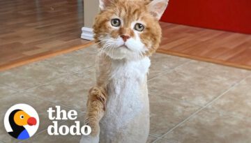 Stray, Three-Legged Cat Who Spent 9 Winters Outside Has His Own Fireplace Now