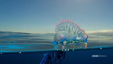 The Deadly Portuguese Man O’ War