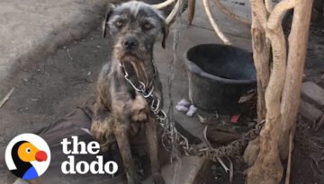 Watch This Woman Convince Guy to Give Her His Chained-up Dog and Puppies