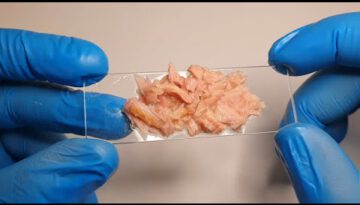 Why There Is Plastic In Fish Meat