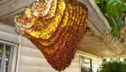 15 Biggest Insect Infestations