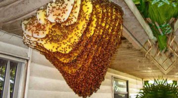 15 Biggest Insect Infestations
