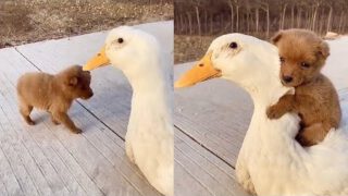 Adorable Puppy Loves Its Duck Buddy