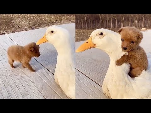 Adorable Puppy Loves Its Duck Buddy