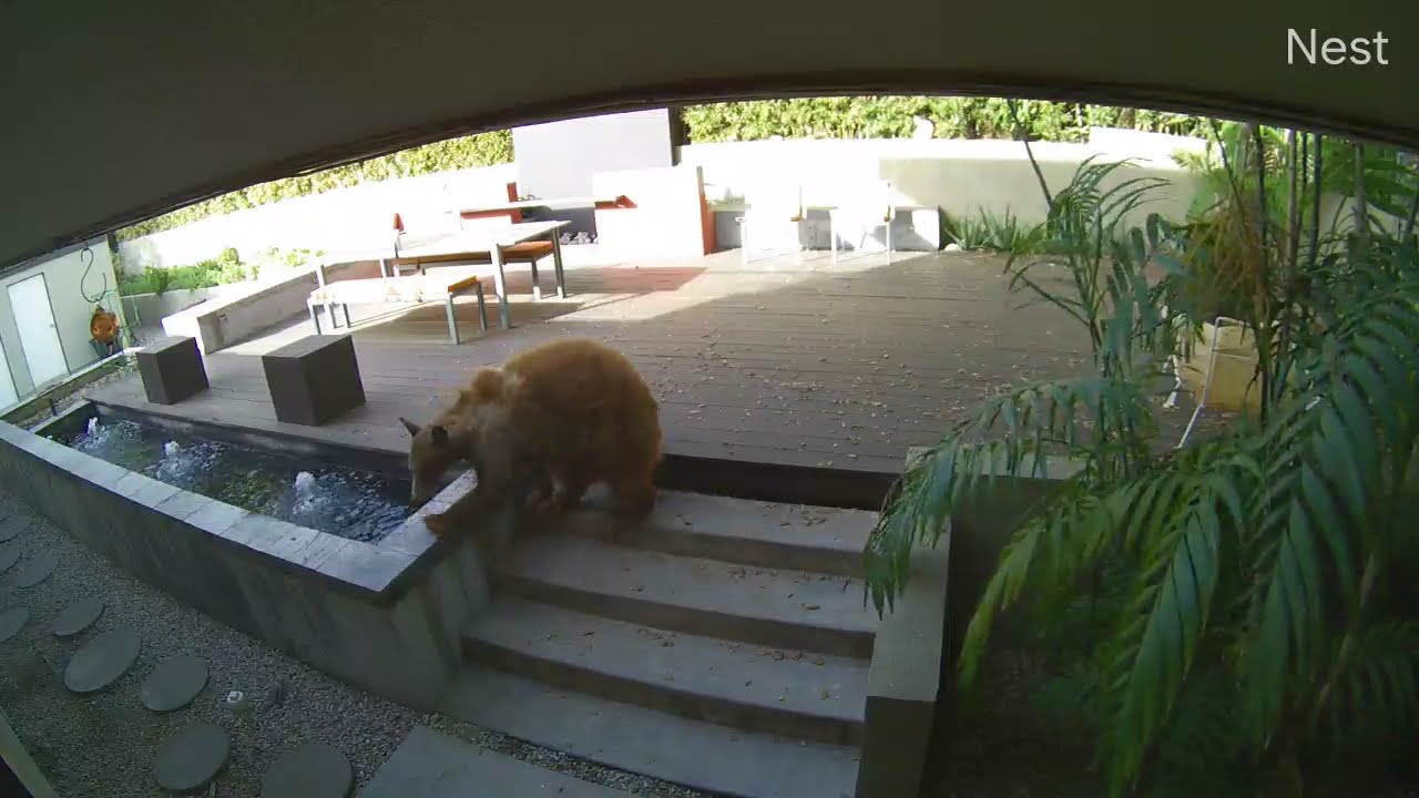 Bear Breaks Into Home, Gets Chased Away by 2 Little Terrier Dogs