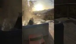 Big Black Bear Relaxes in Hot Tub