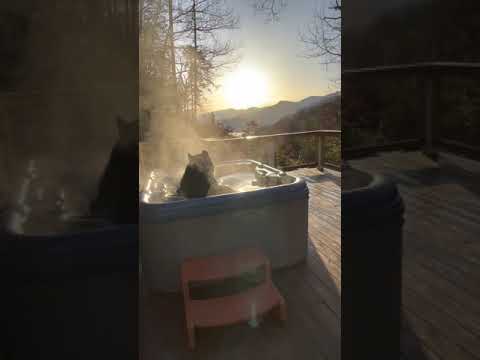 Big Black Bear Relaxes in Hot Tub