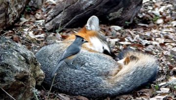 Bird Plucking Nesting Material Straight From the Coat of a Fox