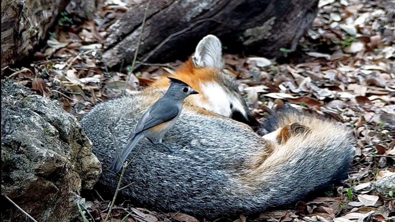 Bird Plucking Nesting Material Straight From the Coat of a Fox