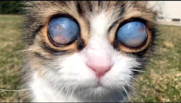 Blind Cat Has Unique Eyes