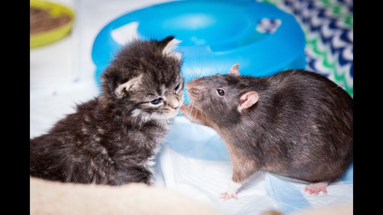 Brooklyn Cat Cafe Employs Rats To Care For Kittens