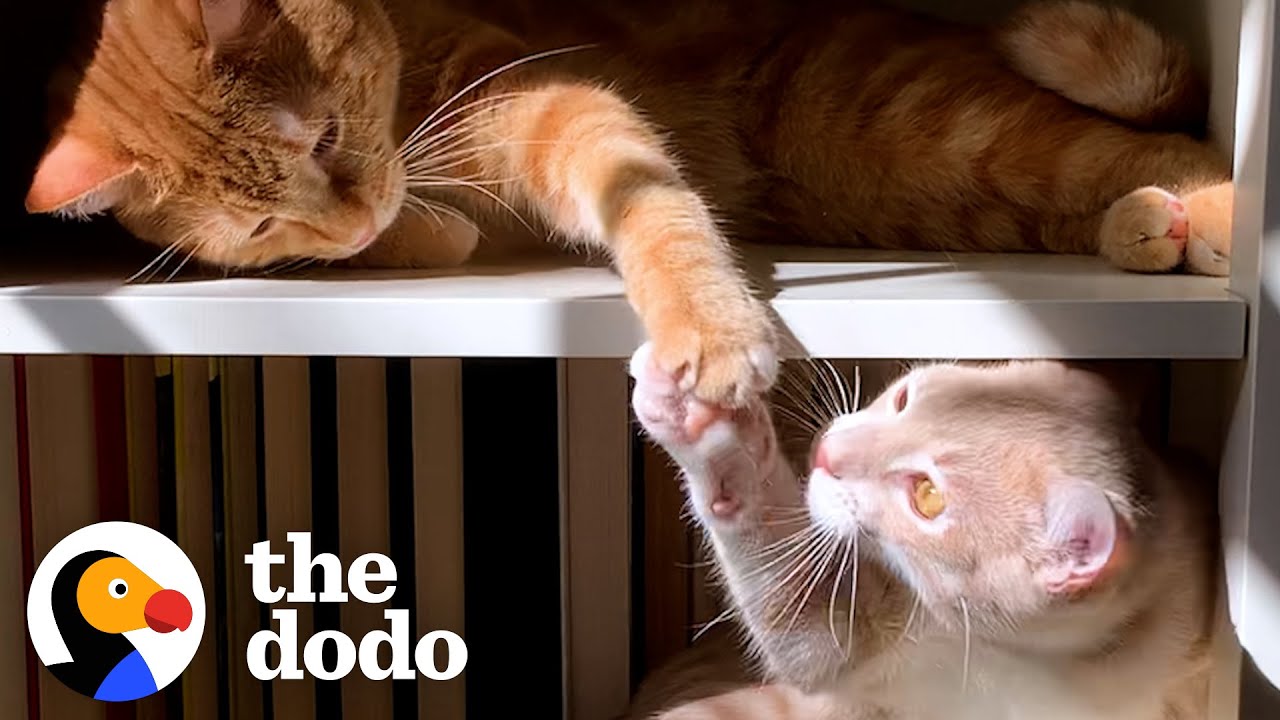 Cat Hates His New Kitten Brother And Hisses At Him Until…