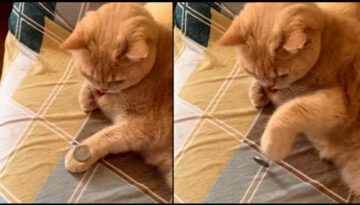 Cat Mimics Owner’s Coin Trick