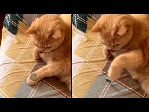 Cat Mimics Owner’s Coin Trick