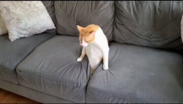 Couch Gives Birth To A Cat