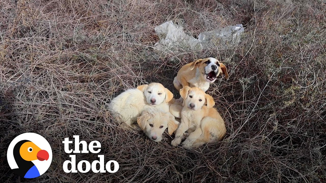 Couple Won’t Give Up Trying To Catch Stray Puppy