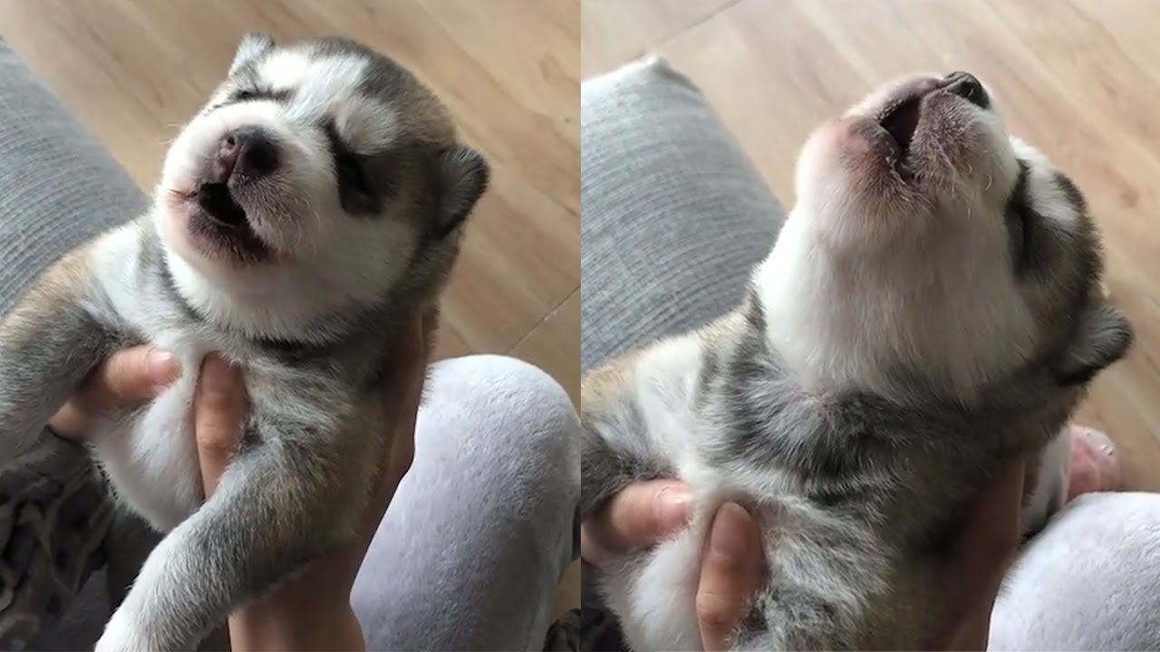 Cute Puppies Howl For The First Time Compilation