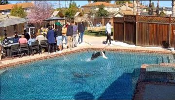 Dog Amazes People By Running Over Pool