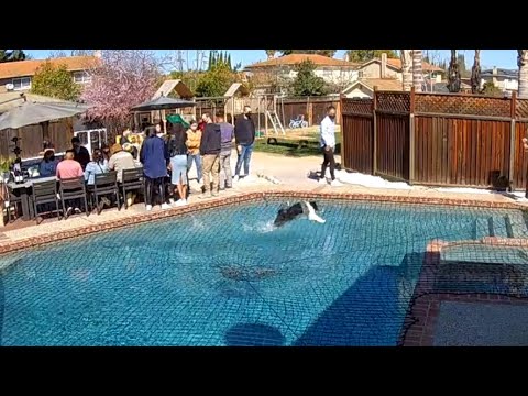 Dog Amazes People By Running Over Pool