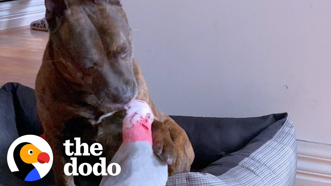 Dog Finds an Injured Parrot and They Become Best Friends