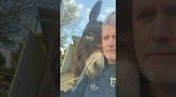 Donkey and Farmer Having a Serious Conversation