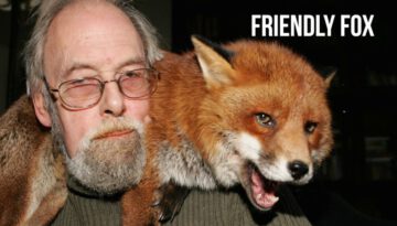 Friendly Fox Becomes a Household Pet