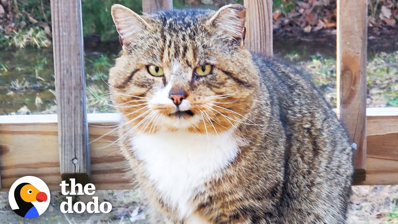 Hissing Feral Cat Becomes A Couch Potato