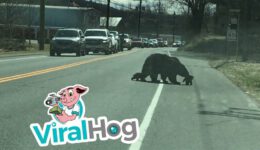 Momma Bear Struggles With Her Adorable Cubs