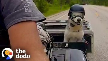 Motorcycle-Loving Senior Husky Get His Own Sidecar