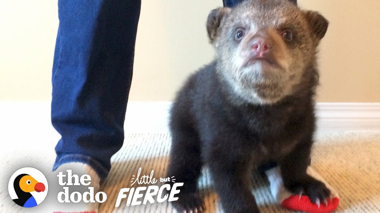 Rescued Baby Black Bear Slowly Falls In Love With His New Friend