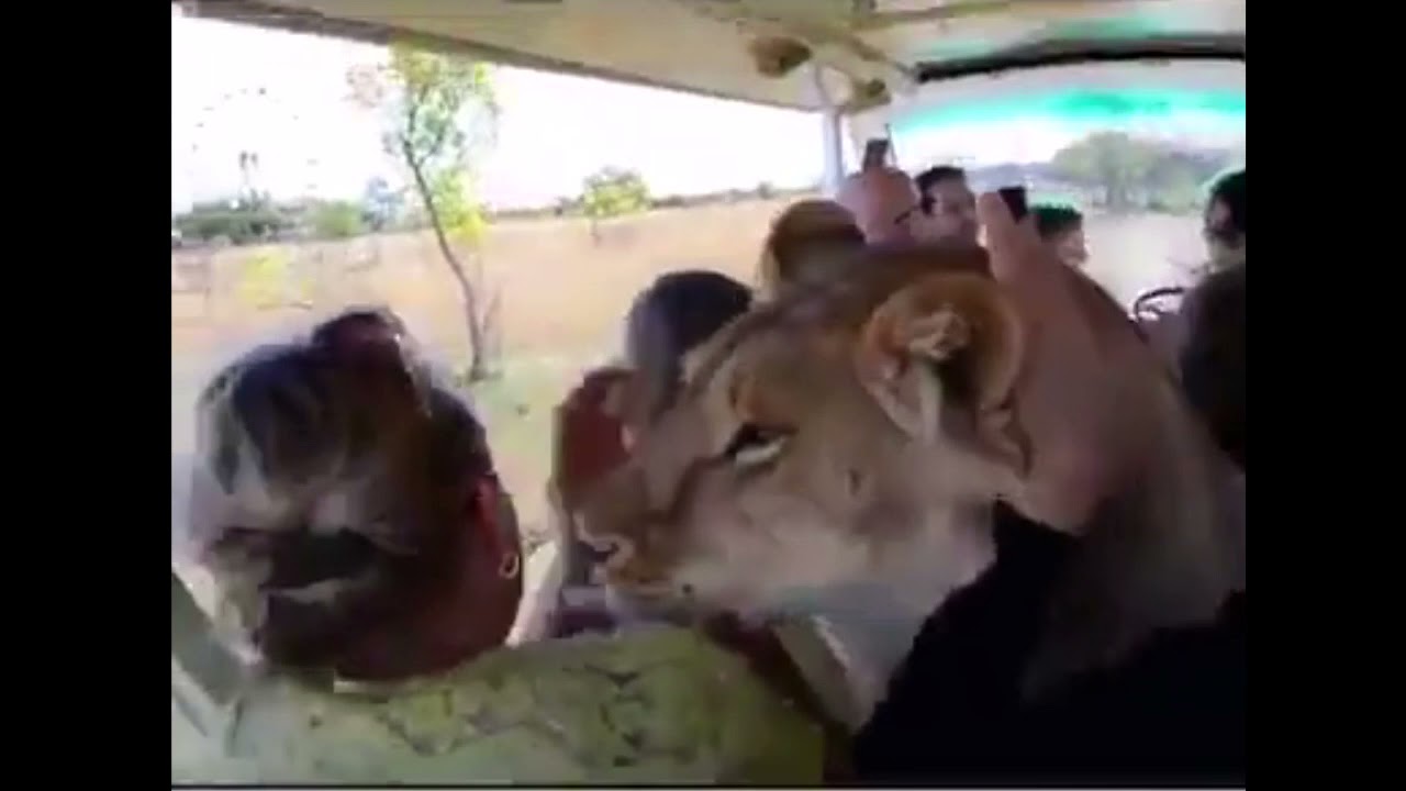 Taigan Lion Park