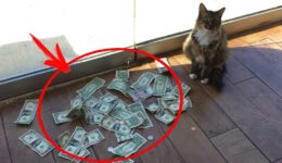 This Cat Brought His Owner a Lot of Money Every Day