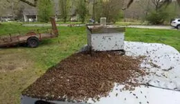 Unbelievable Honey Bee Swarm