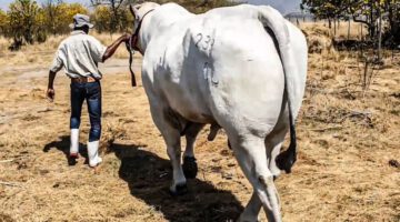 15 BIGGEST Livestock Animals