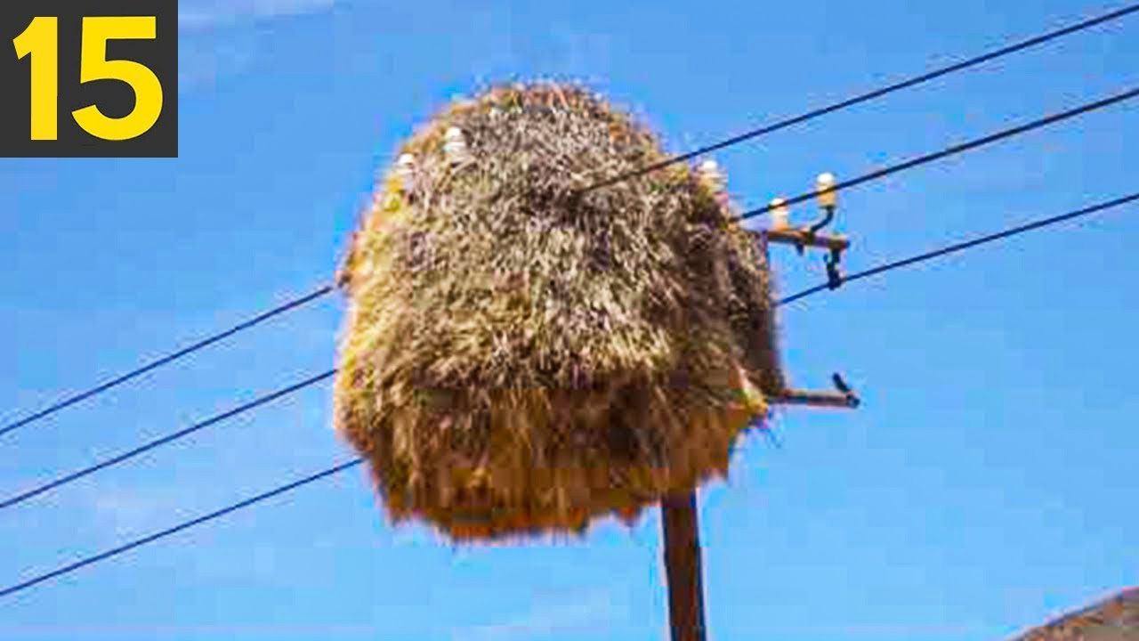 15 Most Amazing Nests