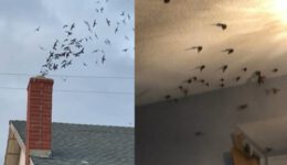 1,500 Birds Invade House Through Chimney