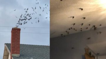 1,500 Birds Invade House Through Chimney
