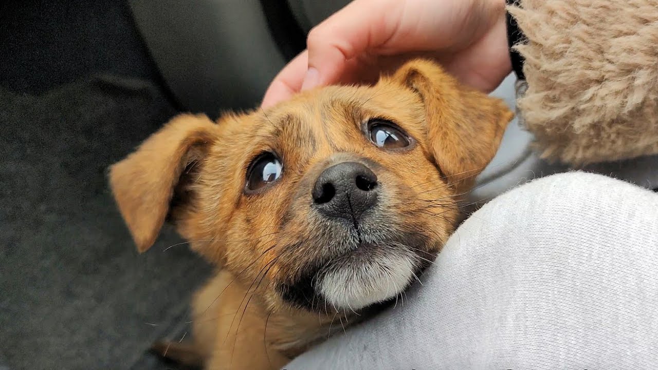 Abandoned Puppy Followed Us Home