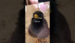 Adorable Bird Talking Just Like a Human