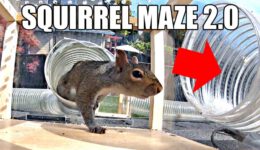 Backyard Squirrel Maze 2.0 – The Walnut Heist